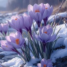 крокусы