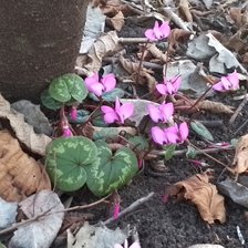 Схема вышивки «Цикломены»