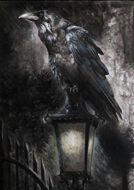 Ворон черный - птицы, дождь, фонарь, ворон - оригинал