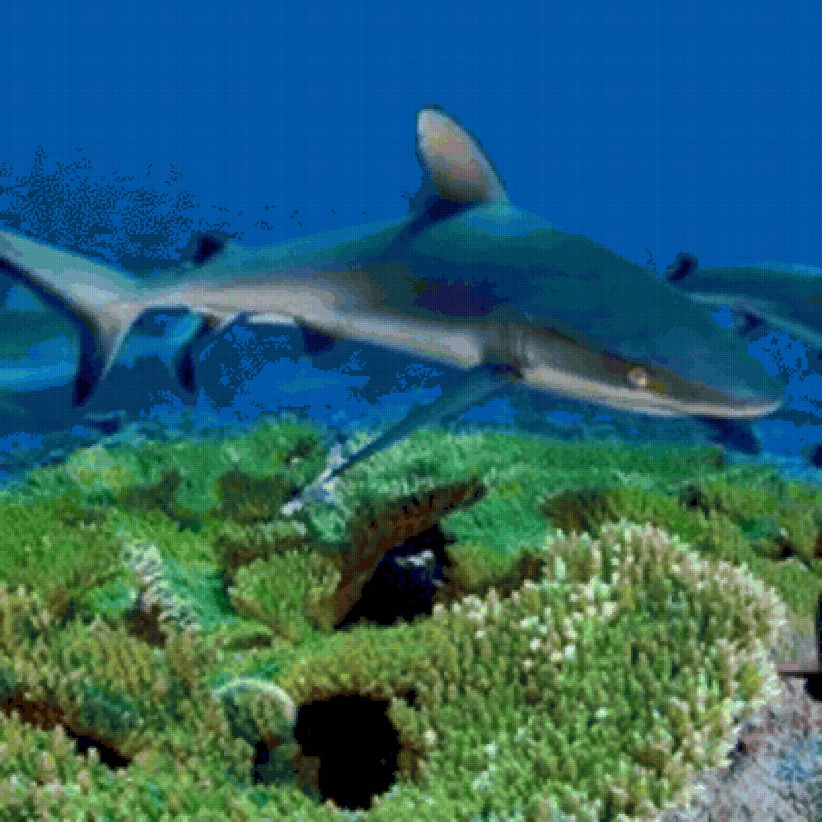 Акула - акула - предпросмотр