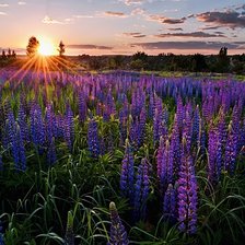 Схема вышивки «Люпиновое поле»