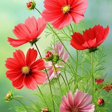 Схема вышивки «Цветы»