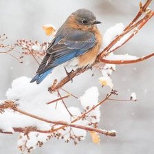 Схема вышивки «зимой»