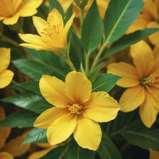 Схема вышивки «желтые цветы»