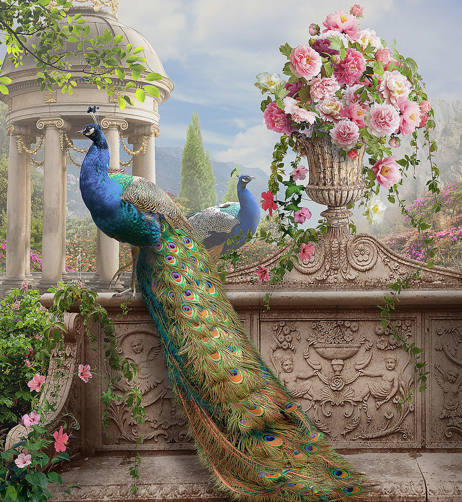 павлины - павлины, птицы - оригинал