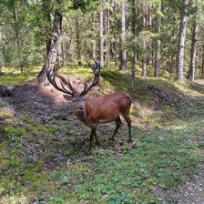 Схема вышивки «Олень в лесу»