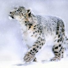 Схема вышивки «Барс в снегу»