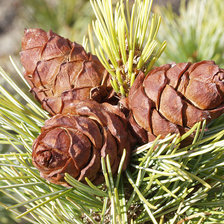 Схема вышивки «Шишки»