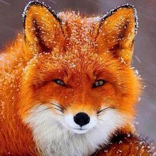 Схема вышивки «Хитрая мордаха»