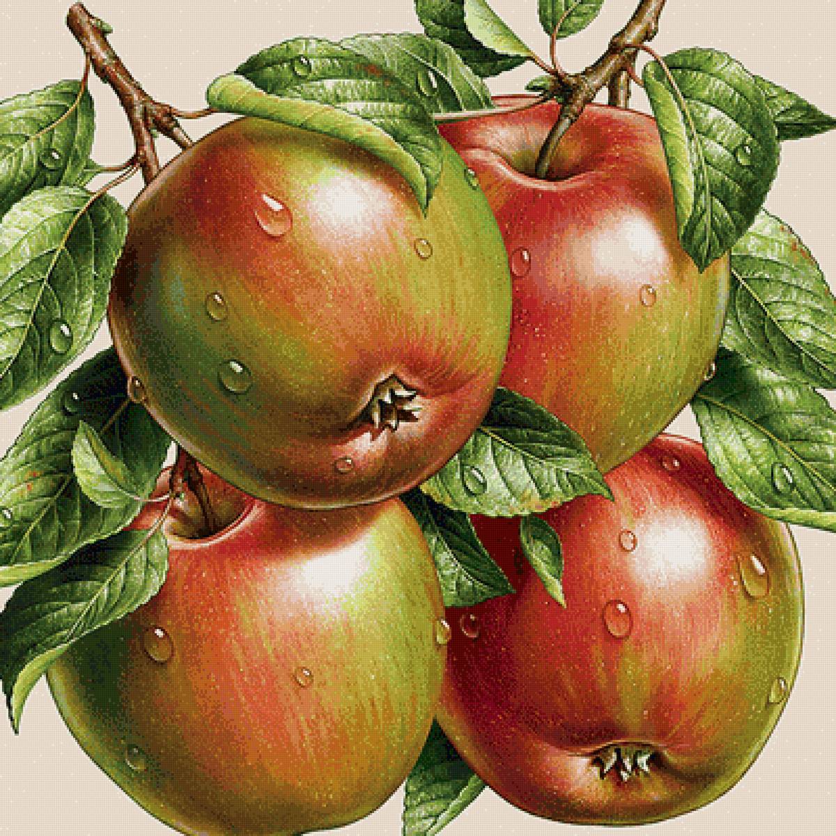 яблоки - предпросмотр