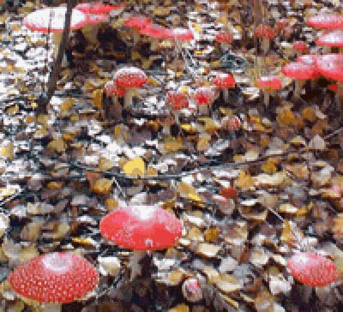 Мухоморы - лес, природа, грибы - предпросмотр