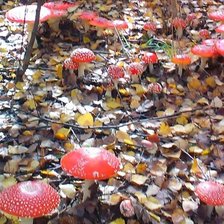 Схема вышивки «Мухоморы»