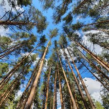 Схема вышивки «Сосновый лес»