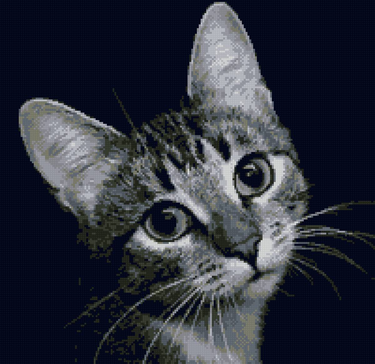 Семён - кот семен - предпросмотр