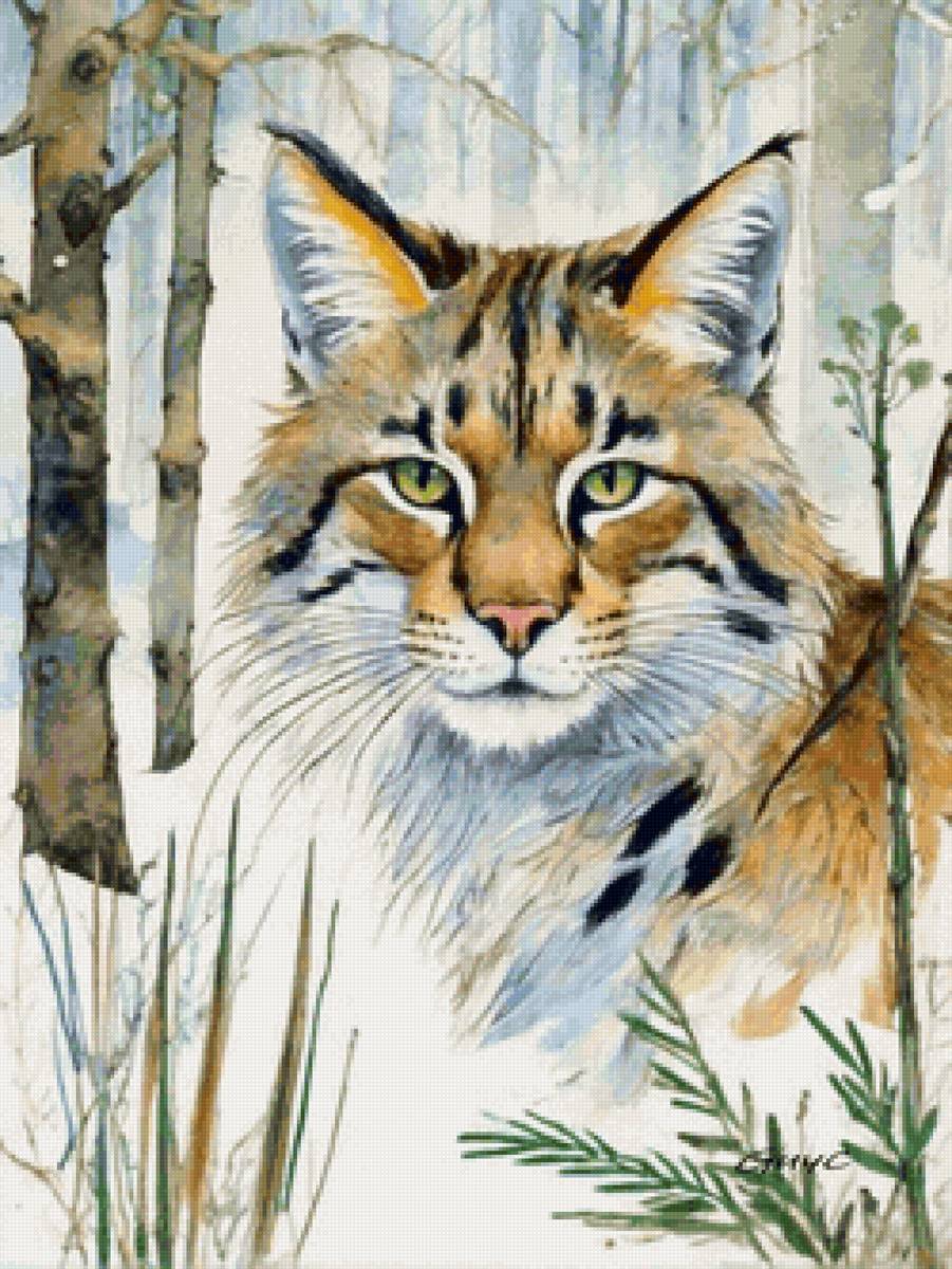 рысь - рисунок - предпросмотр