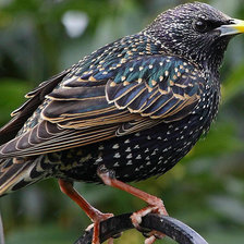 Схема вышивки «Скворец»