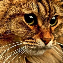 Схема вышивки «кот»