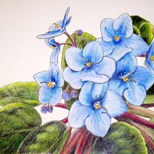 фиалка голубая