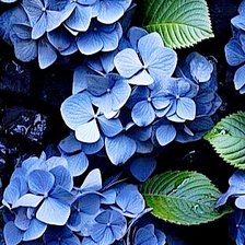 Схема вышивки «Гортензия»