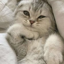 Схема вышивки «Котик»