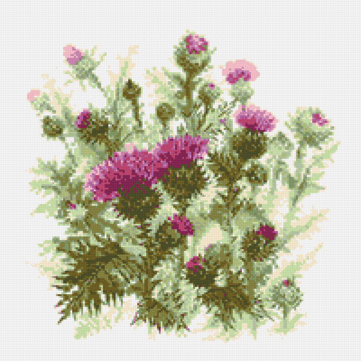 чертополох - предпросмотр