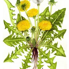 Схема вышивки «одуванчик»