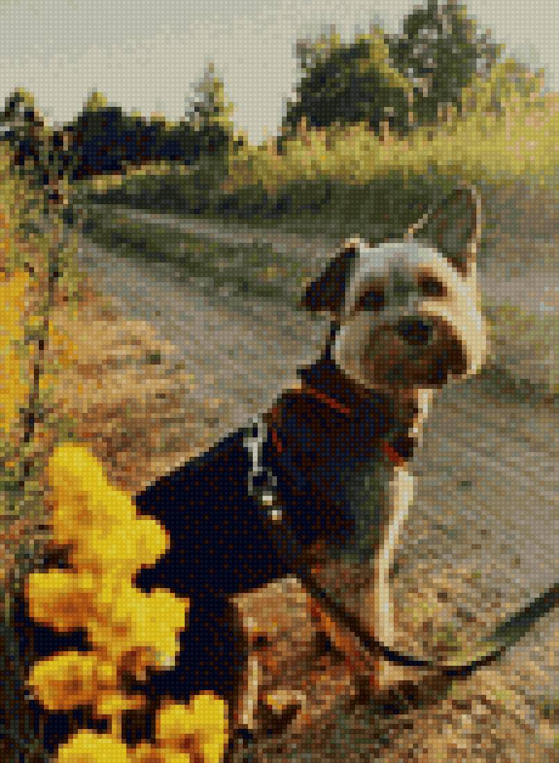 Lexi-gamma - dog, gamma - предпросмотр