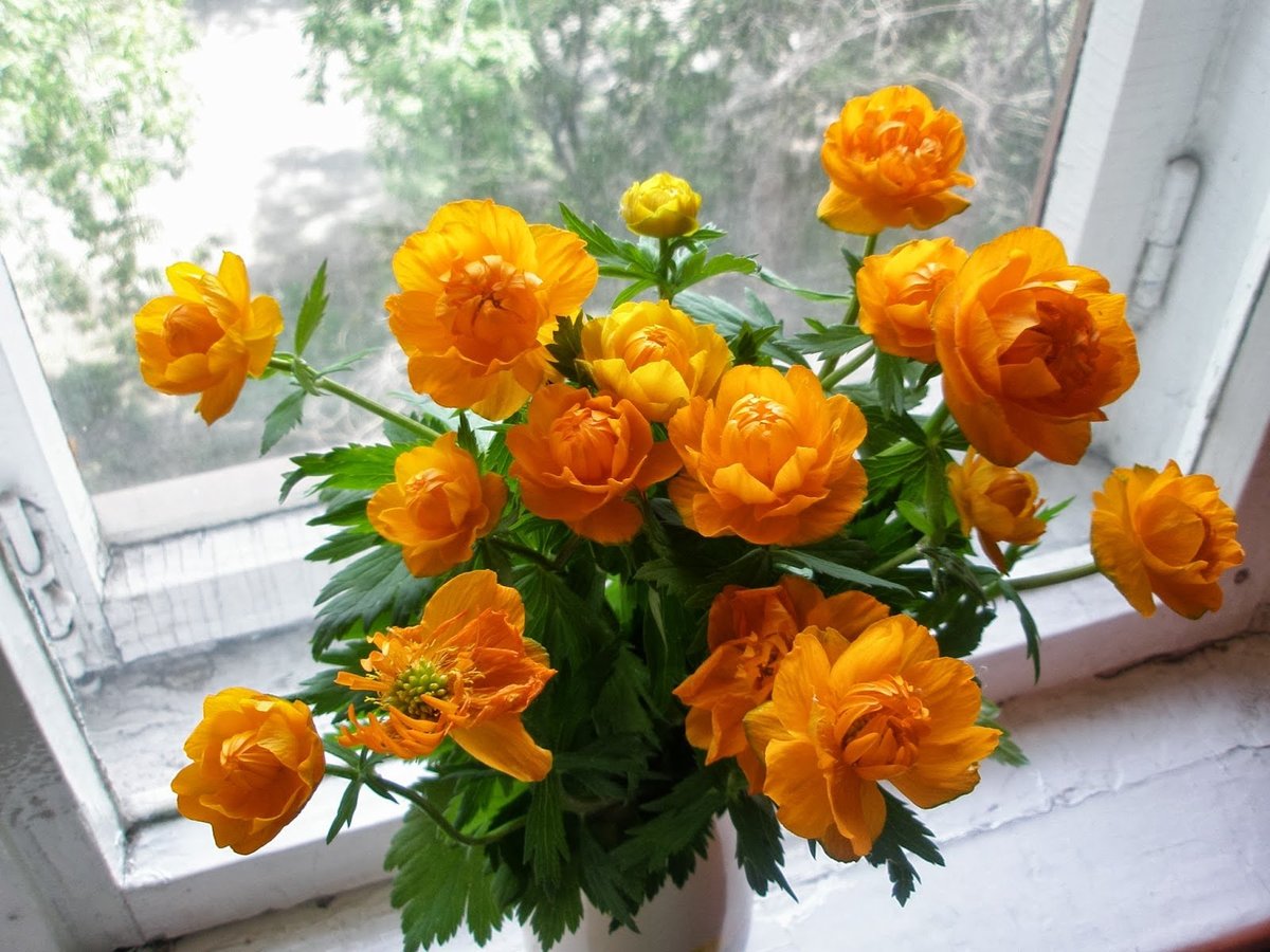 жарки - оригинал