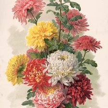 Схема вышивки «astri 1»