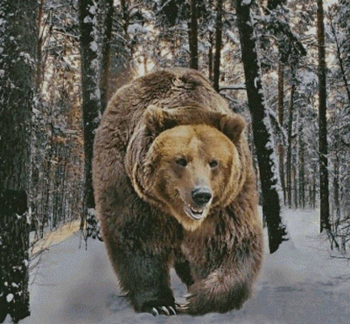 Хозяин тайги - животное, природа - предпросмотр