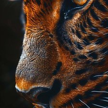 Схема вышивки «Взгляд Тигра»