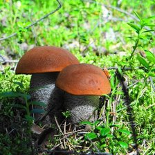 Схема вышивки «Красноголовики»