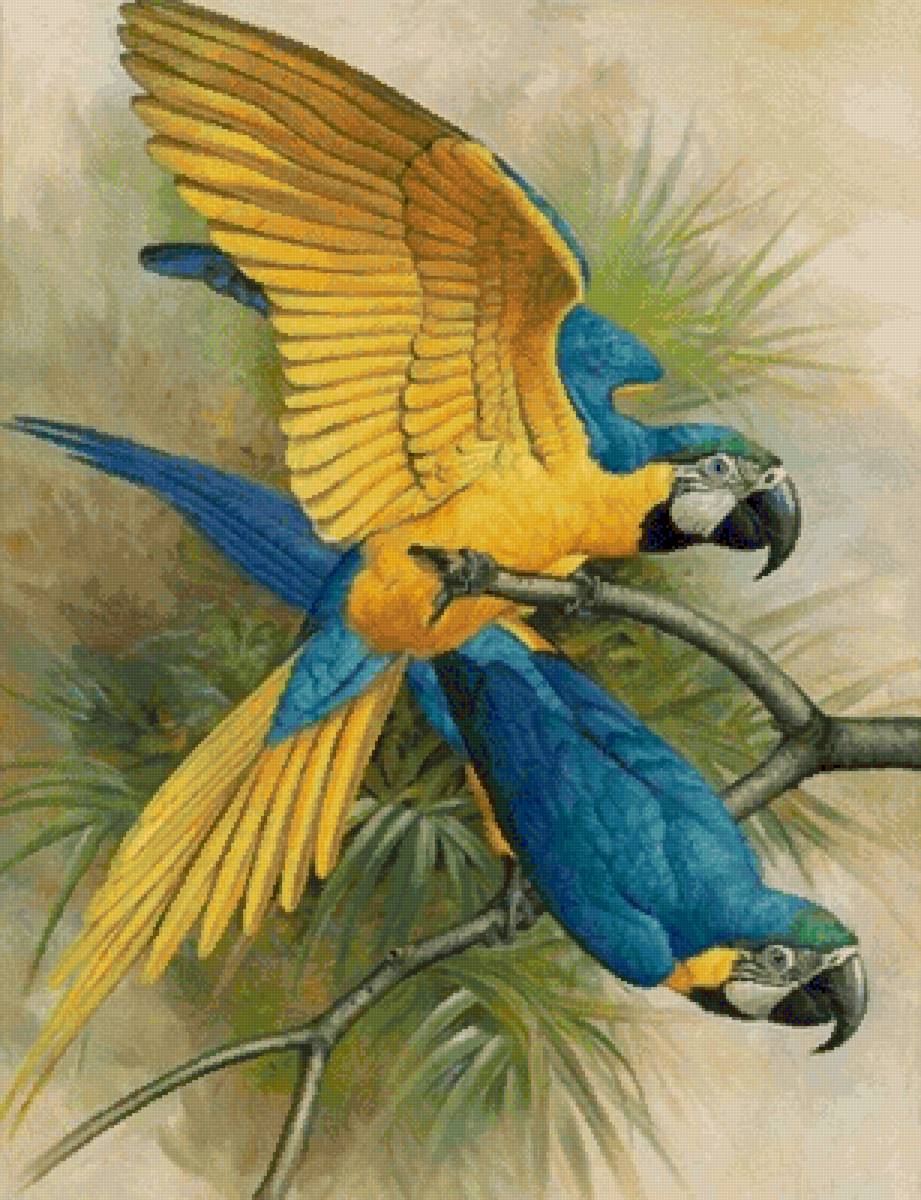 Попугаи на ветке - предпросмотр