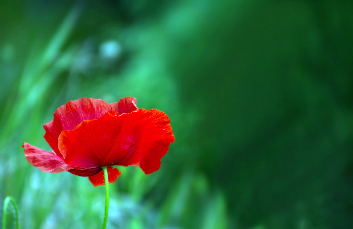 Мак - мак, природа, минимализм, цветы - оригинал