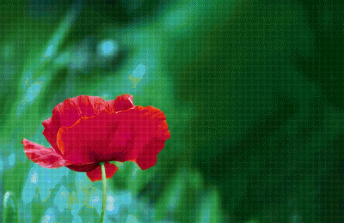 Мак - цветы, природа, мак, минимализм - предпросмотр