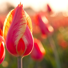 Схема вышивки «Тюльпан»