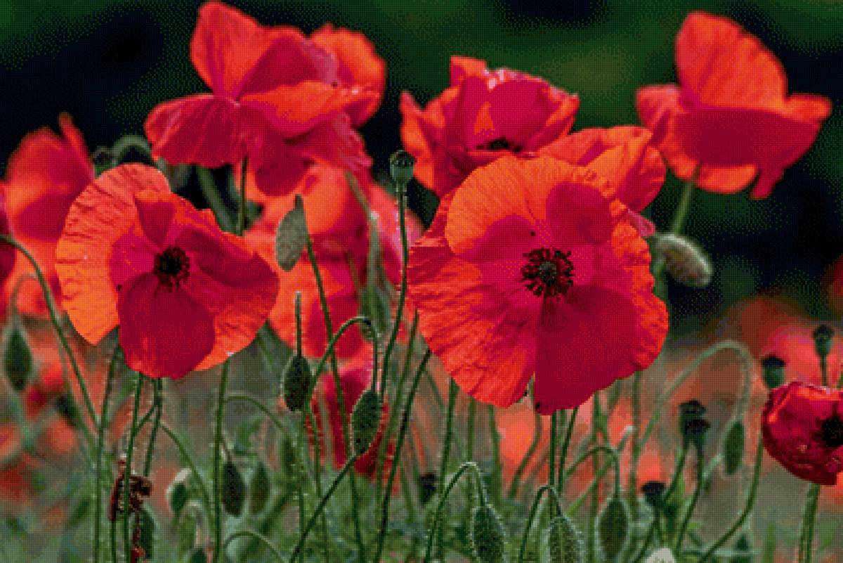 Маки - пейзаж, маки, мак, цветы, природа - предпросмотр