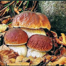 Схема вышивки «Природа»