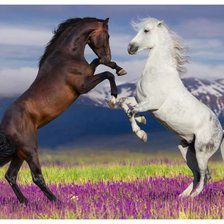 Схема вышивки «Кони на дыбах»