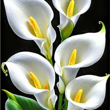 Схема вышивки «Цветы»