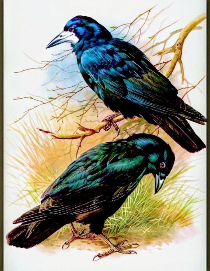 Птицы - ворон - оригинал