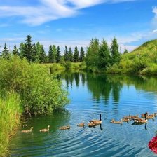 Схема вышивки «Утки»