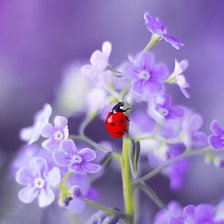 Схема вышивки «Божья коровка»