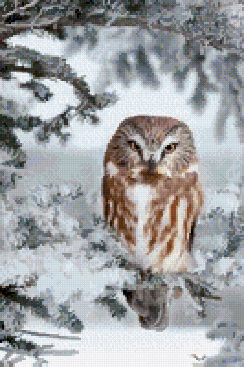 Совушка - сова, птицы - предпросмотр