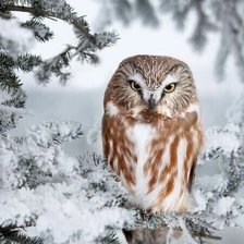 Схема вышивки «Совушка»