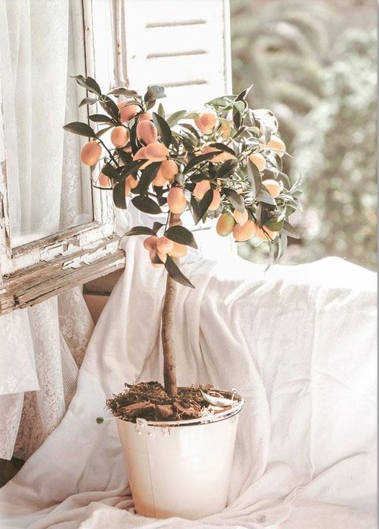 Лимон - оригинал