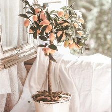 Схема вышивки «Лимон»