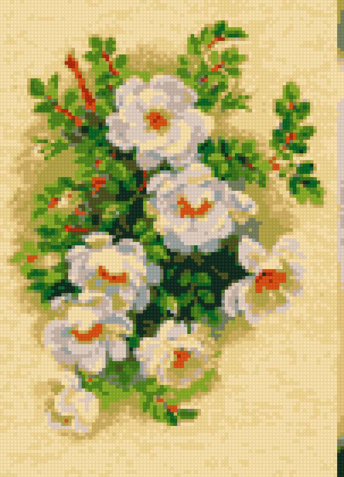 белый шиповник - предпросмотр