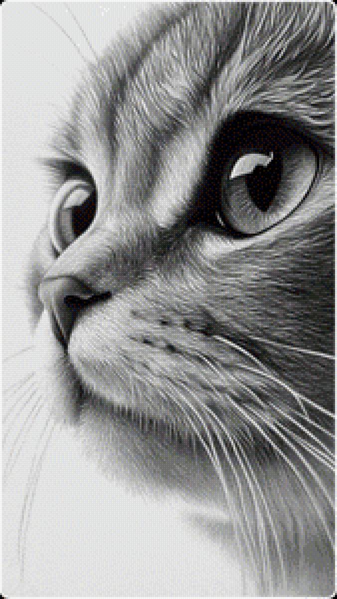 Кошачья мордашка - домашние животные, кот - предпросмотр