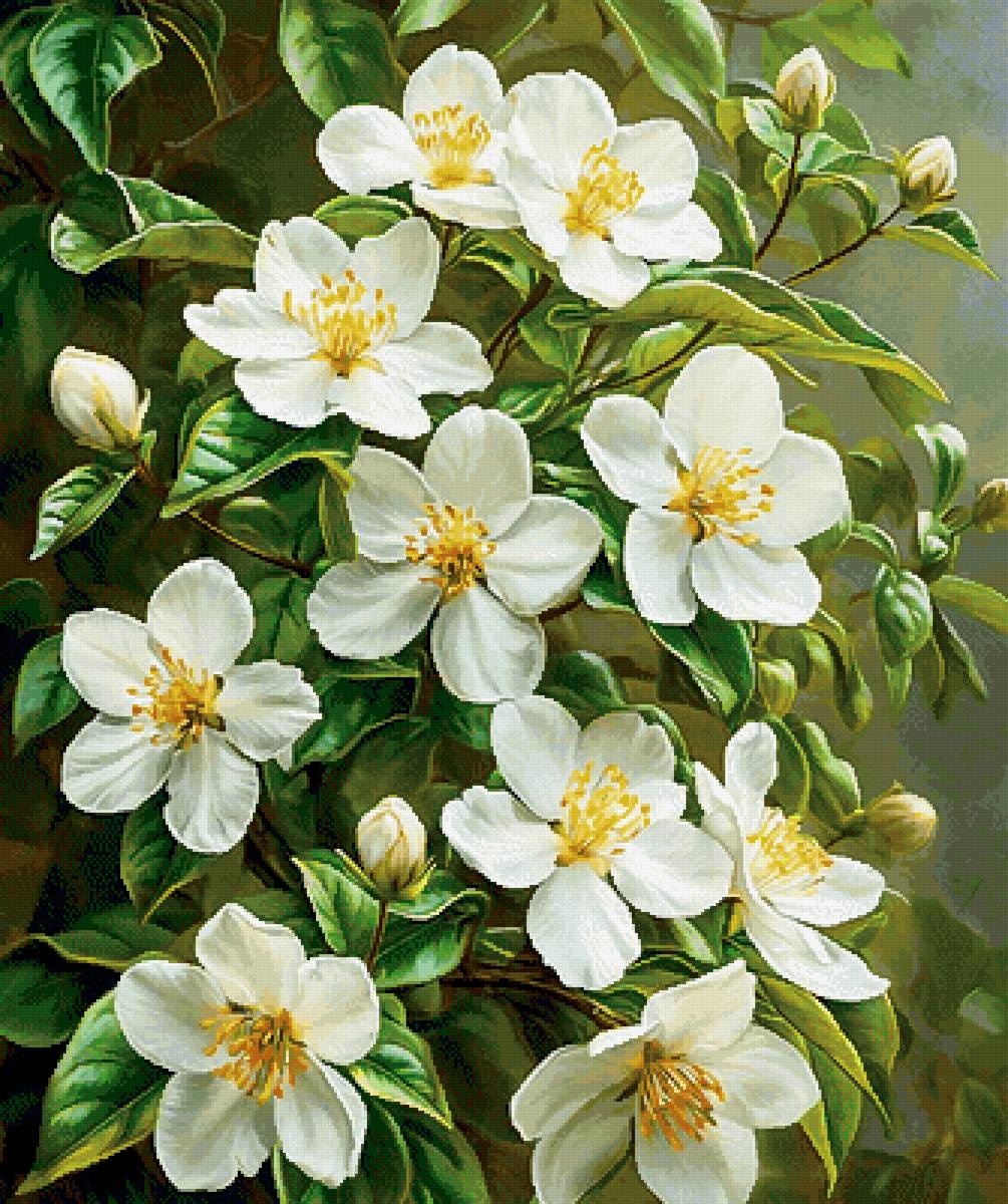 ЖАСМИН - цветы - предпросмотр